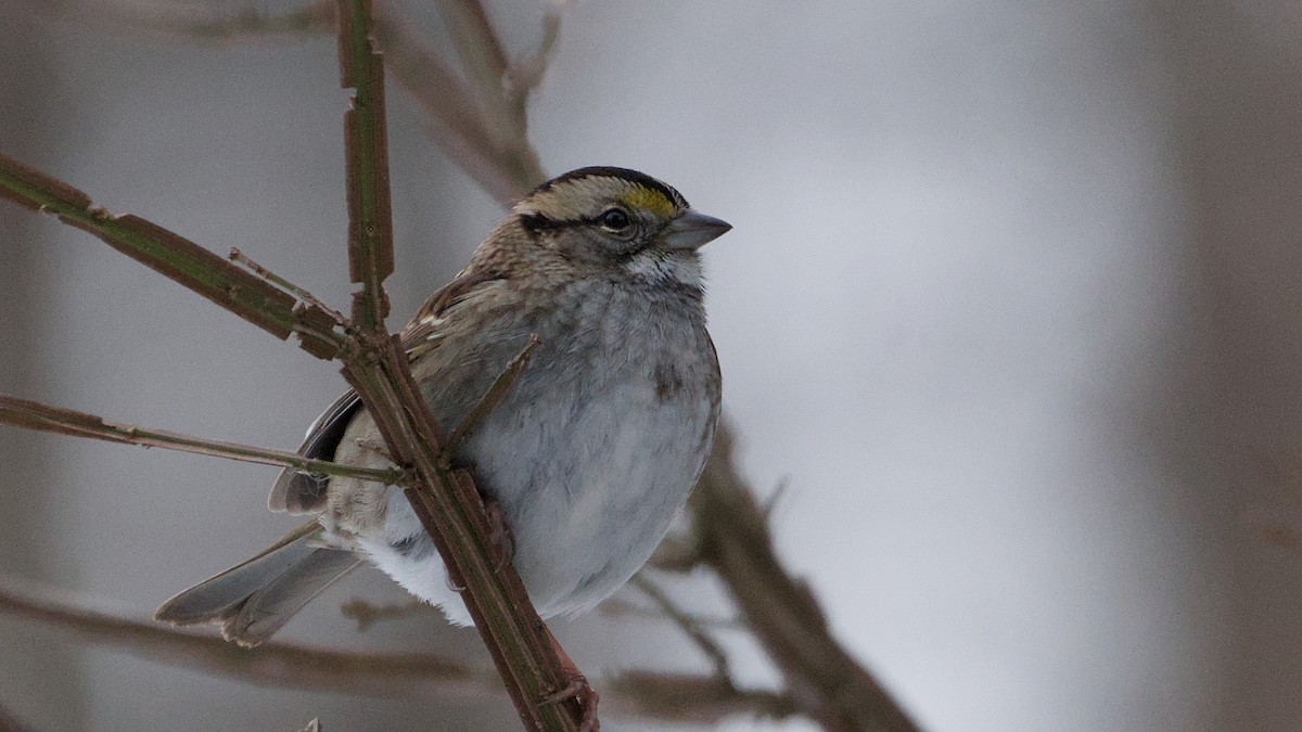 White-throated Sparrow - ML646692901