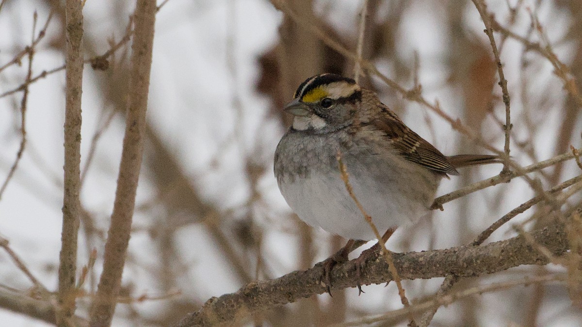 White-throated Sparrow - ML646692902