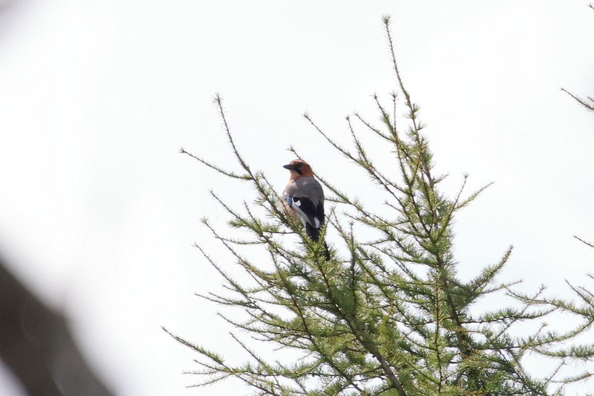 Eurasian Jay - ML646692903