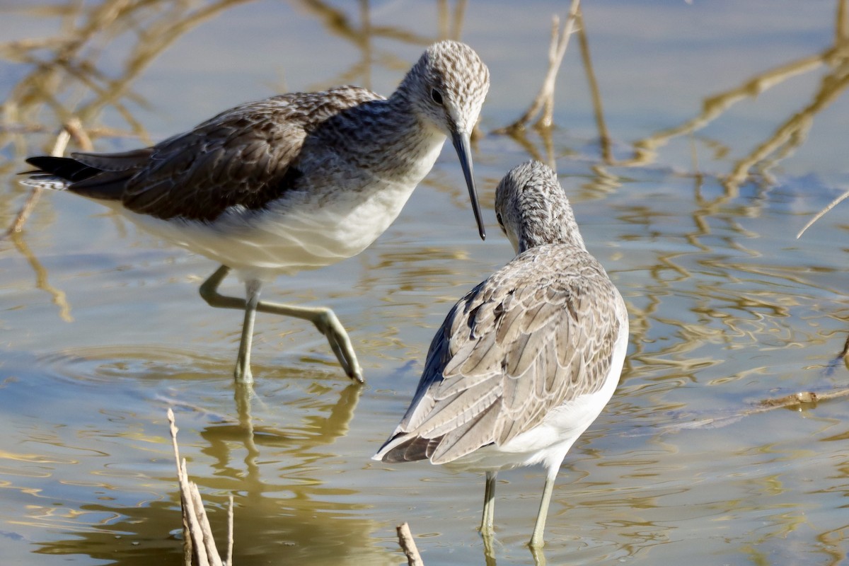 Common Greenshank - ML646692909