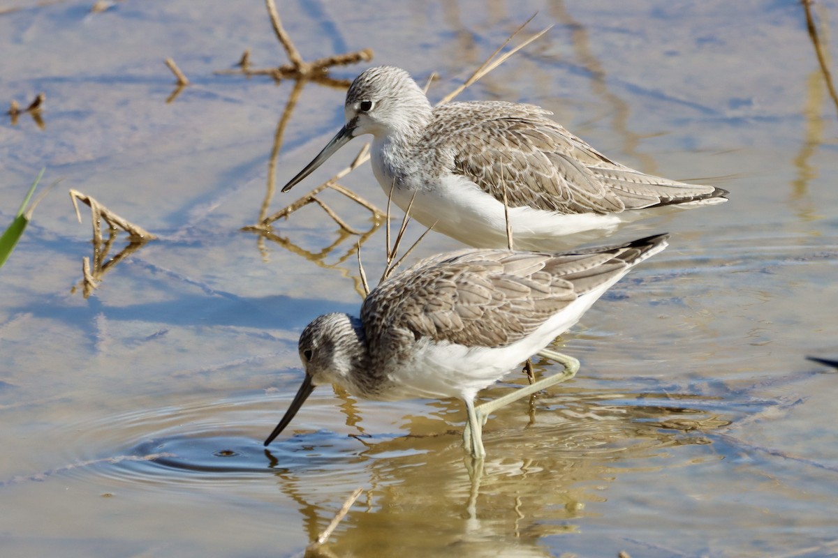 Common Greenshank - ML646692910