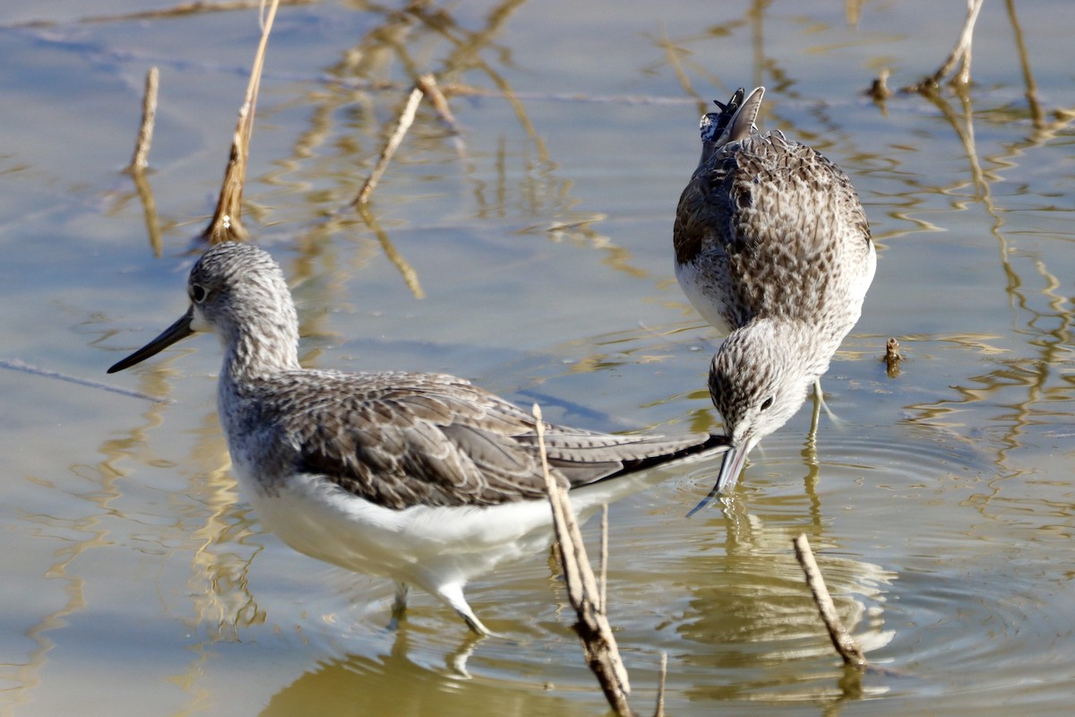 Common Greenshank - ML646692911