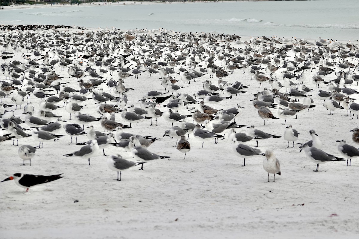 Laughing Gull - ML646692912