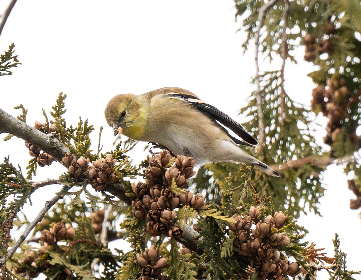 American Goldfinch - ML646692916