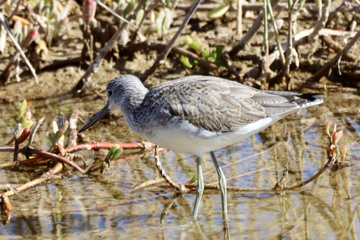 Common Greenshank - ML646692917