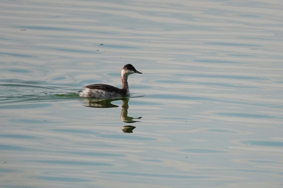Eared Grebe - ML646692918