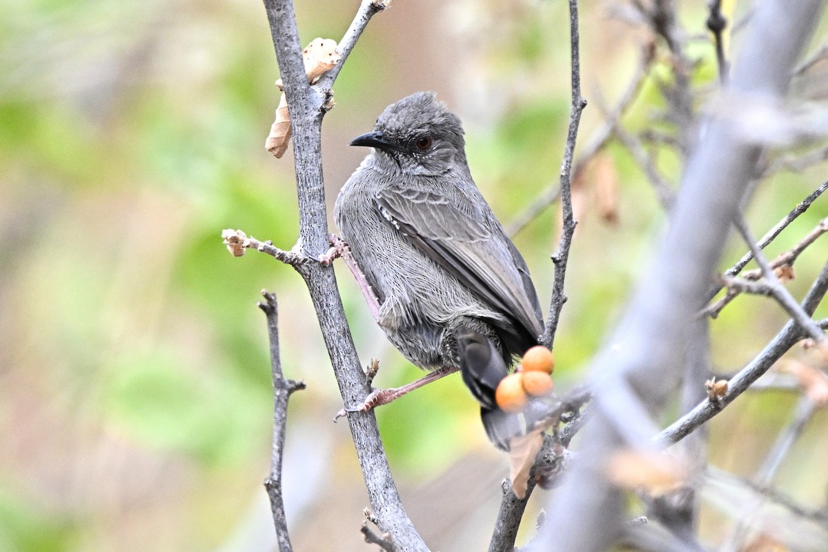 Gray Wren-Warbler - ML646692919
