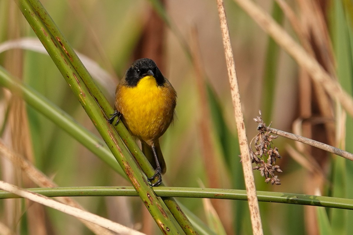 Mascarita Transvolcánica - ML646692923
