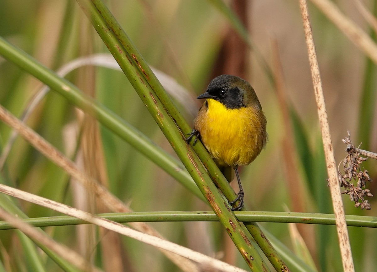 Mascarita Transvolcánica - ML646692924