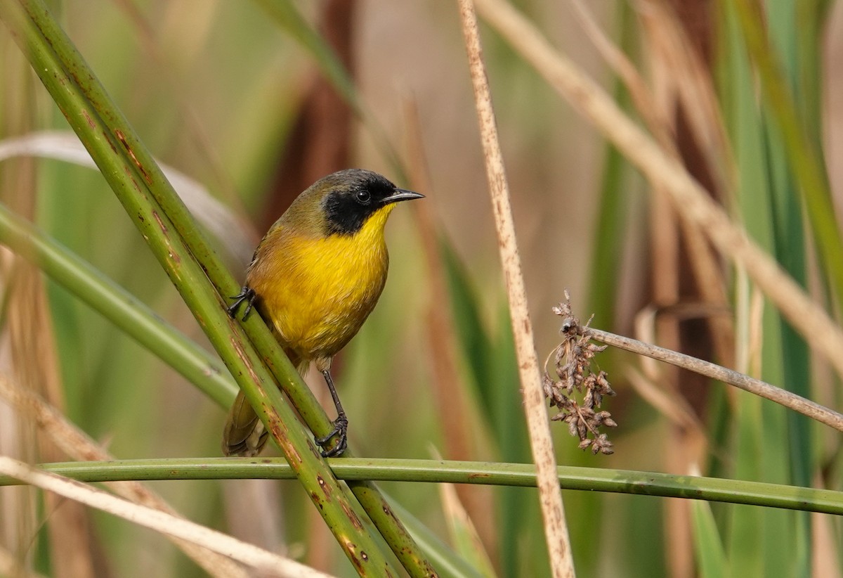 Mascarita Transvolcánica - ML646692925