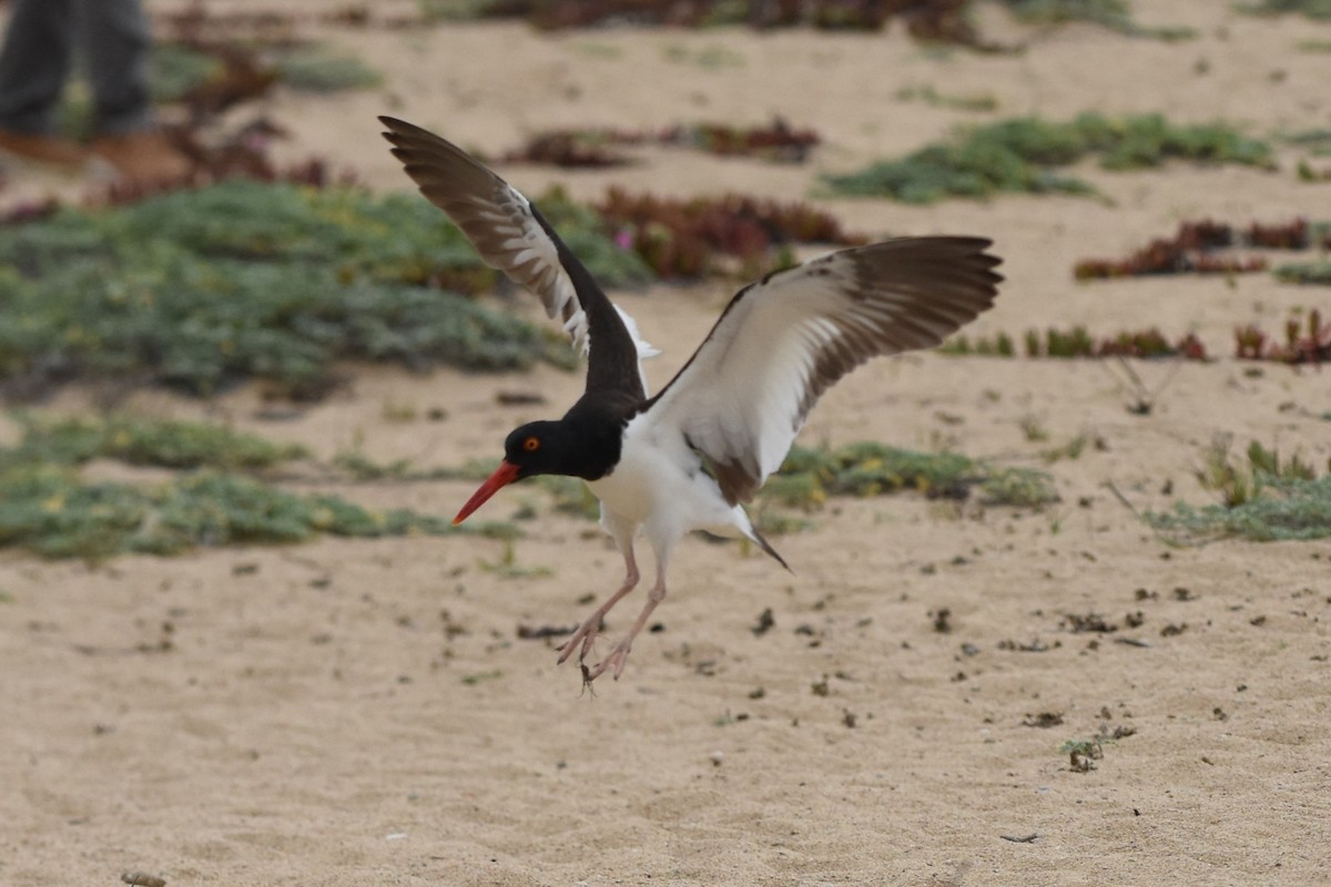 American Oystercatcher - ML646692926