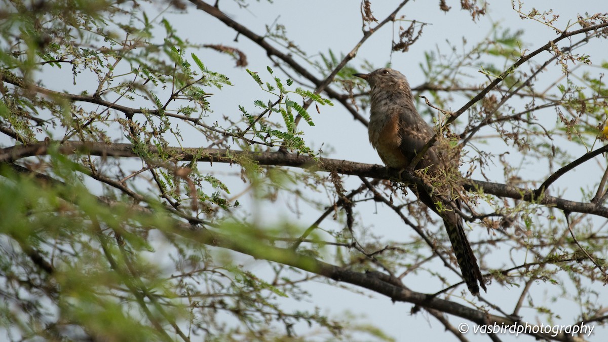 Plaintive Cuckoo - ML646692927