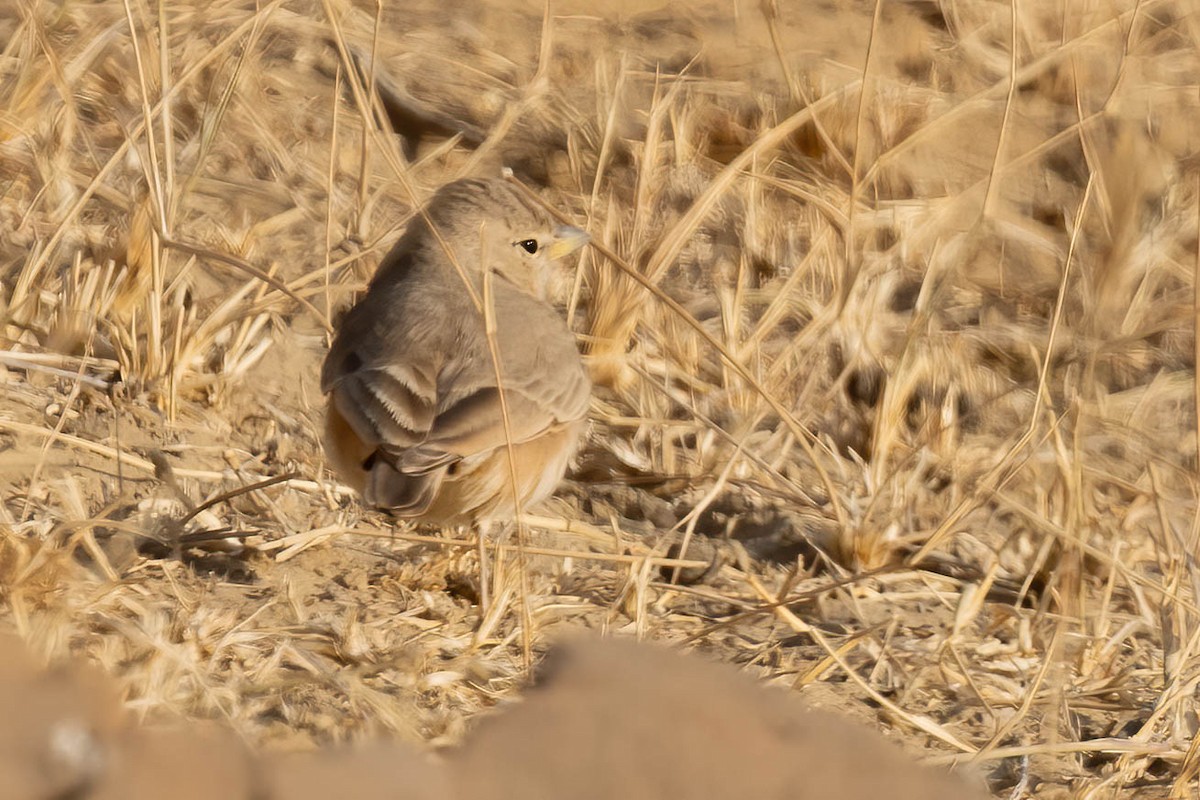 Desert Lark - ML646692928