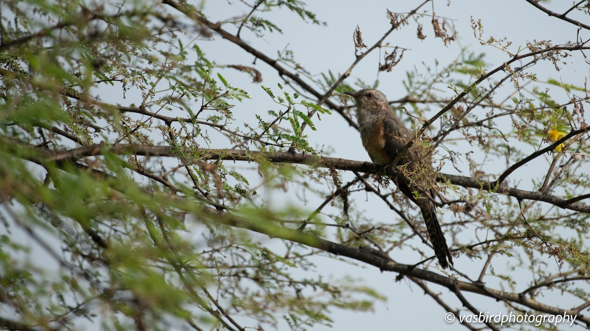 Plaintive Cuckoo - ML646692929