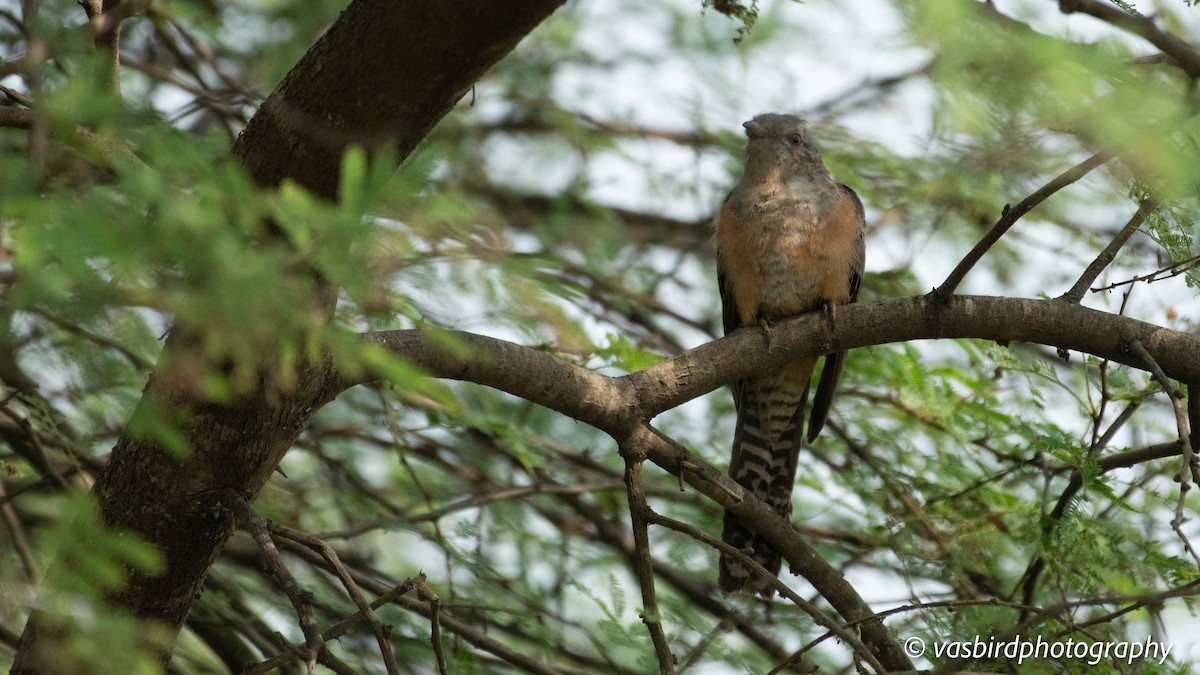 Plaintive Cuckoo - ML646692930