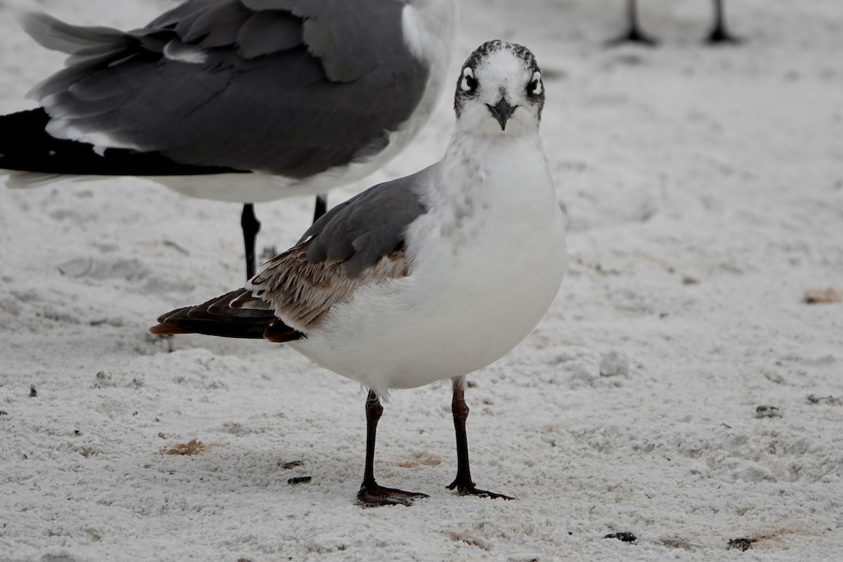 Gaviota Pipizcan - ML646692936