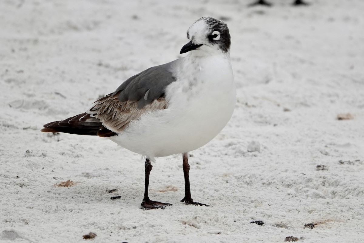 Gaviota Pipizcan - ML646692937