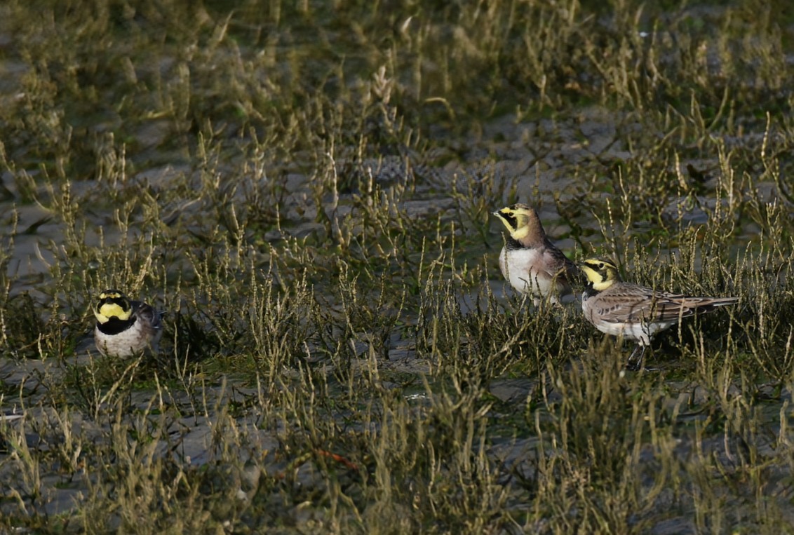 Horned Lark - ML646692938