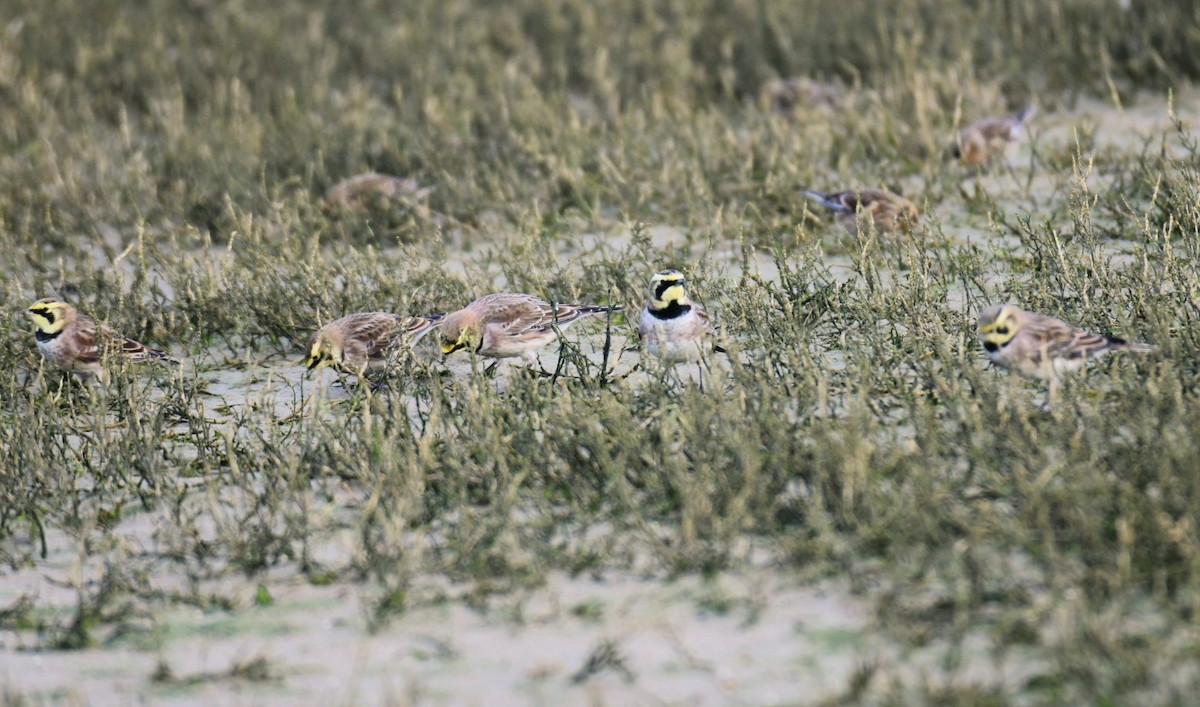 Horned Lark - ML646692939