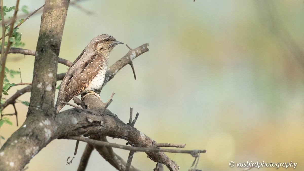 Eurasian Wryneck - ML646692941
