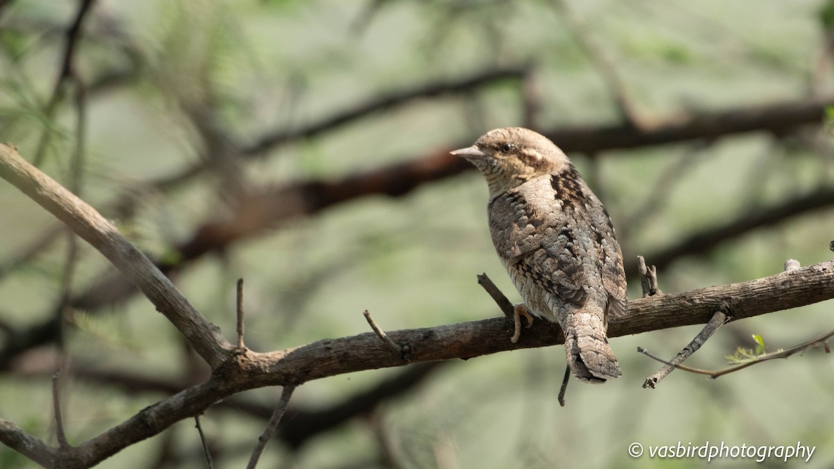 Eurasian Wryneck - ML646692942