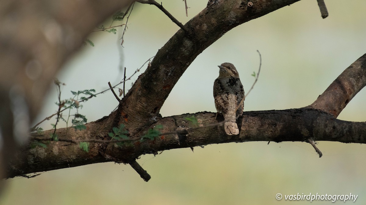 Eurasian Wryneck - ML646692943