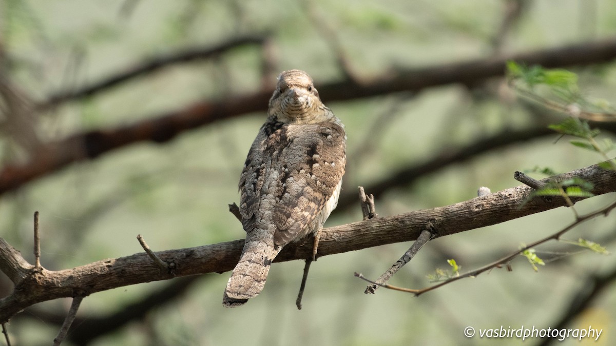 Eurasian Wryneck - ML646692944