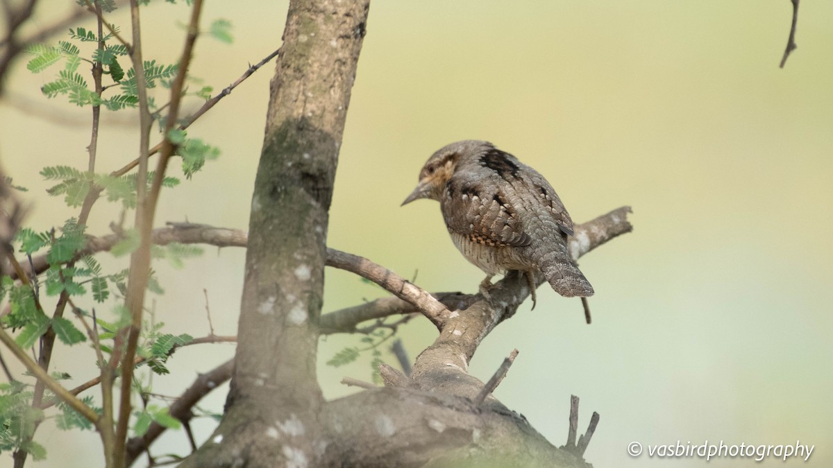 Eurasian Wryneck - ML646692945