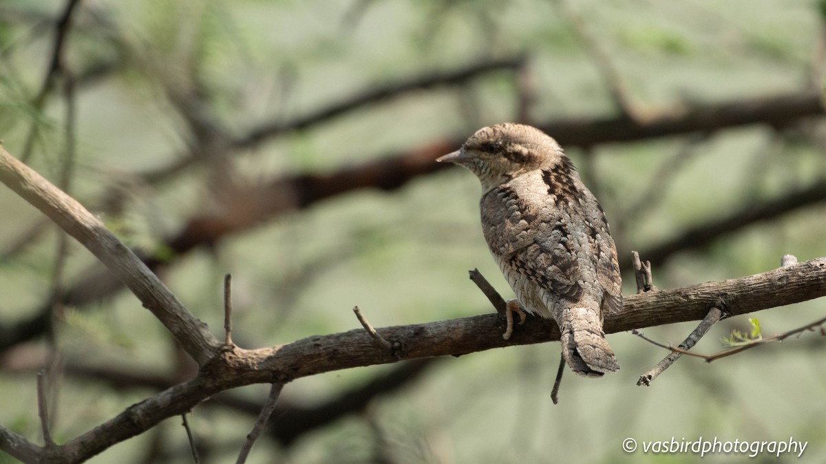 Eurasian Wryneck - ML646692946