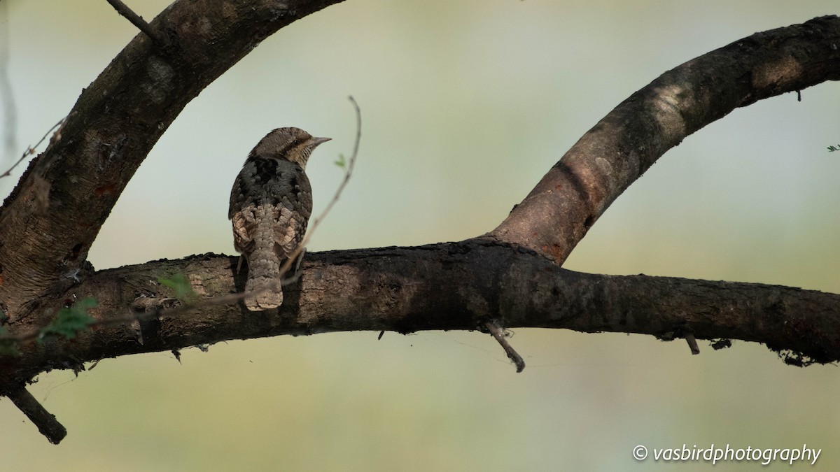 Eurasian Wryneck - ML646692947