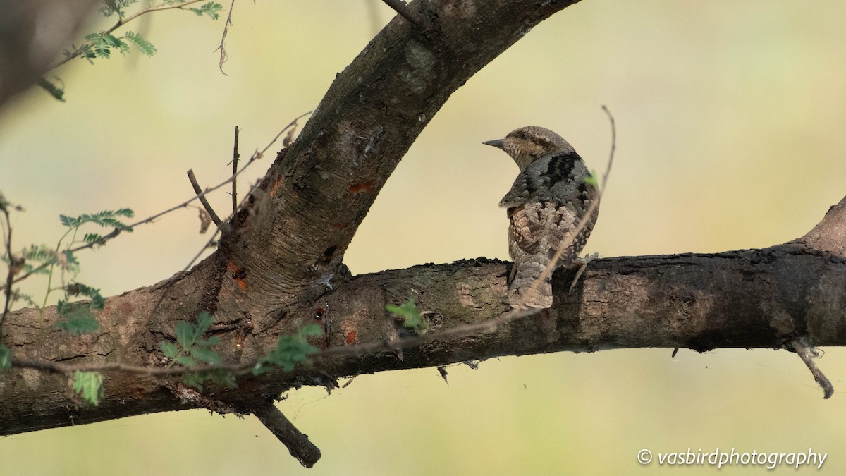 Eurasian Wryneck - ML646692948