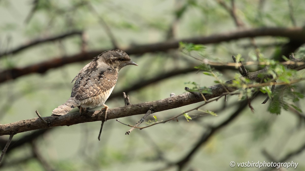 Eurasian Wryneck - ML646692949