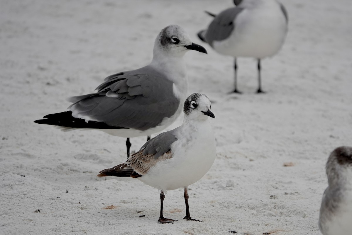 Gaviota Pipizcan - ML646692950
