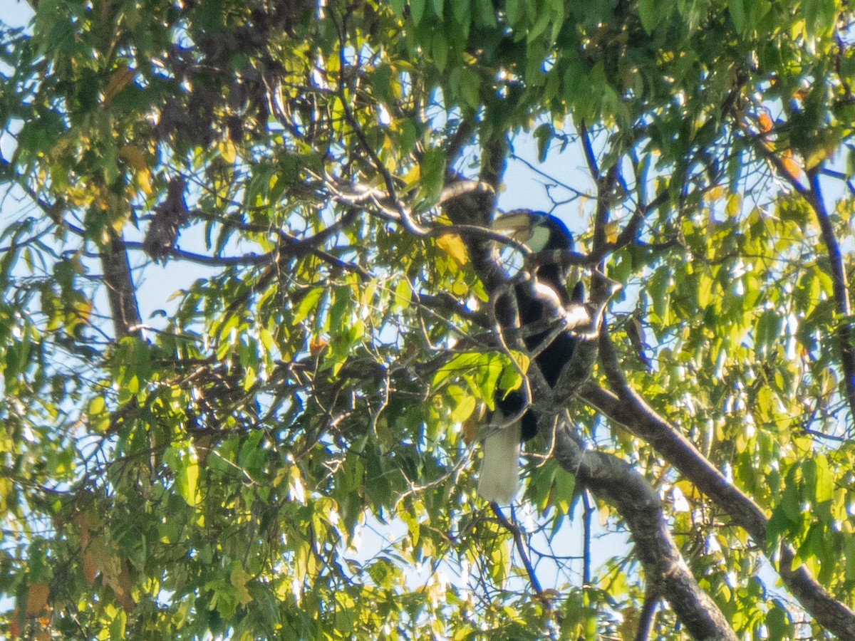 Новогвинейский калао - ML646692952