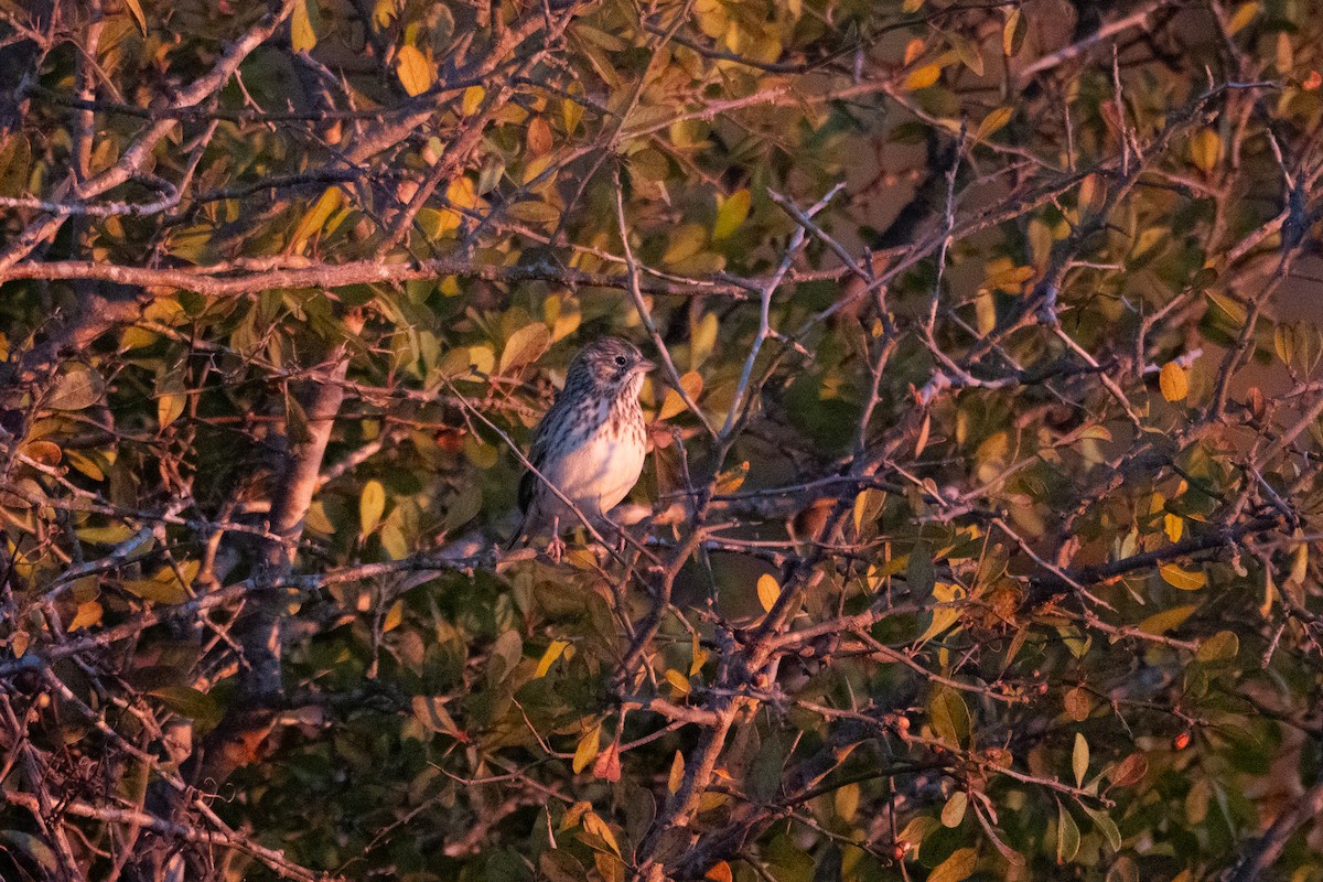 Vesper Sparrow - ML646692962