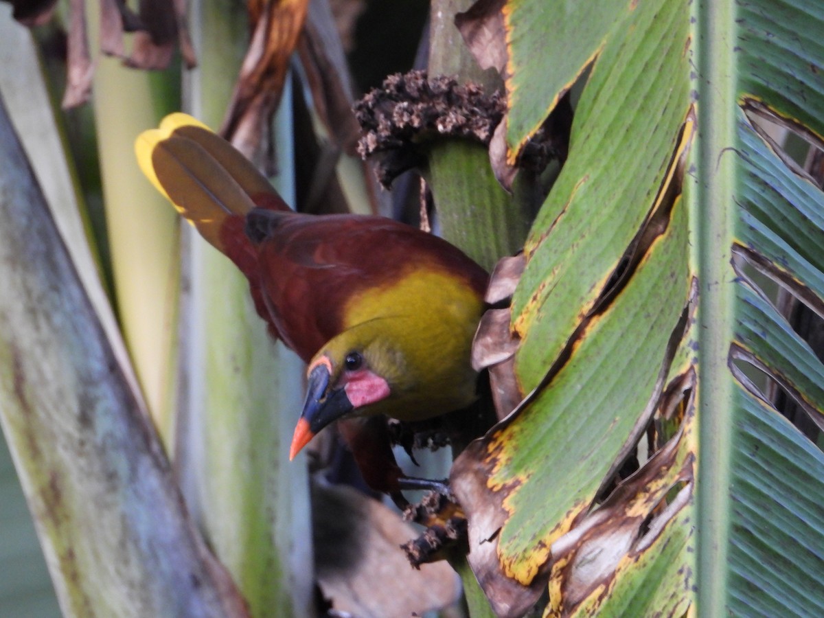 Olive Oropendola - ML646692964