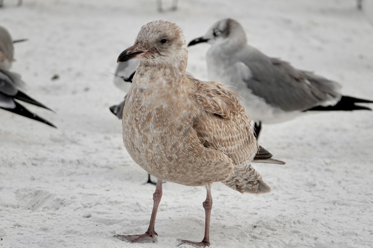 Gaviota Argéntea Americana - ML646692965