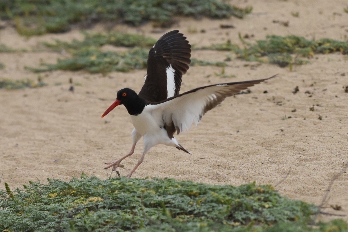 American Oystercatcher - ML646692966