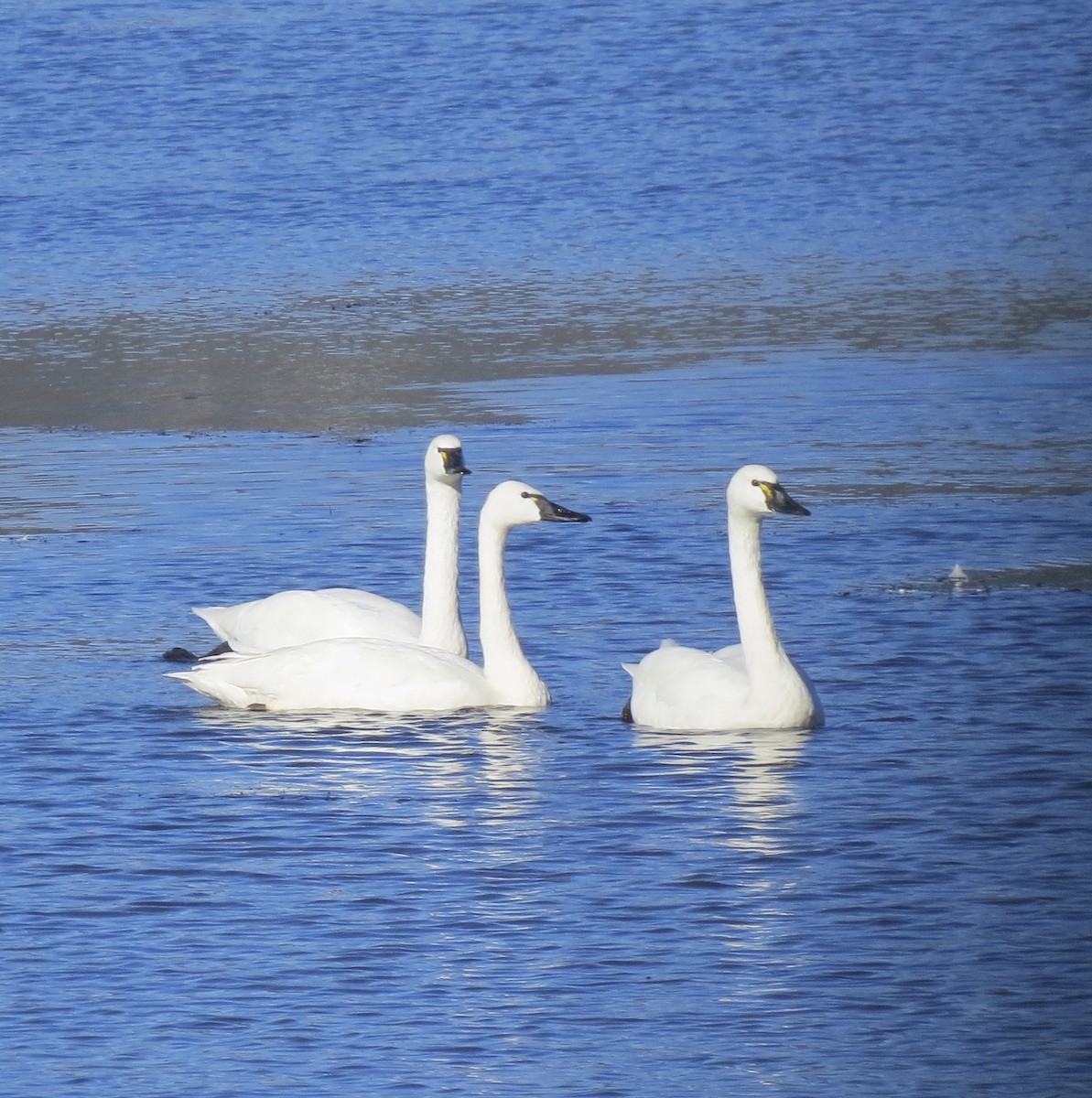 Tundra Swan - ML646692968