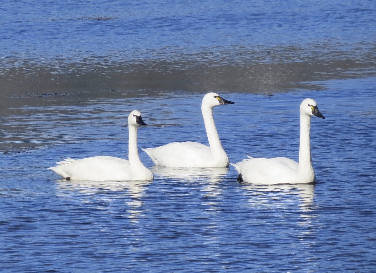 Tundra Swan - ML646692969