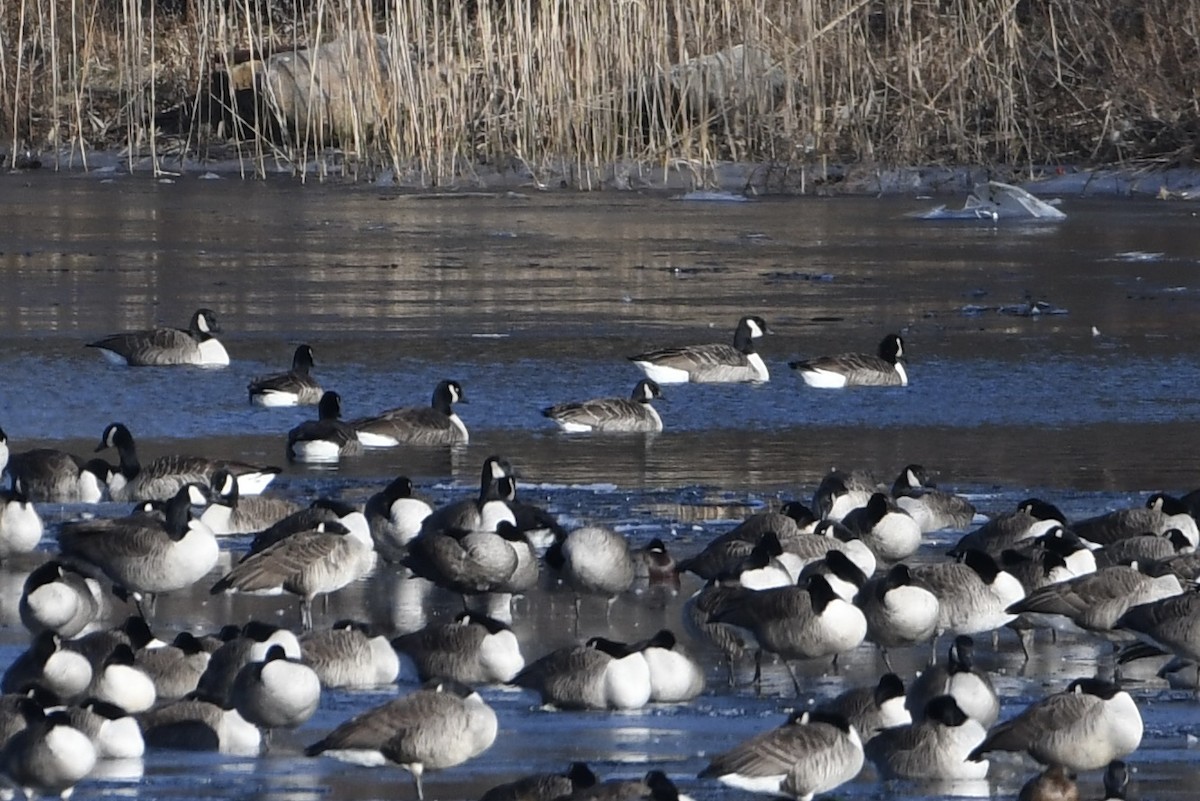 Cackling Goose (Richardson's) - ML646692971