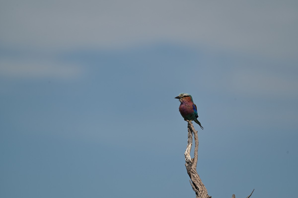 Lilac-breasted Roller - ML646692975