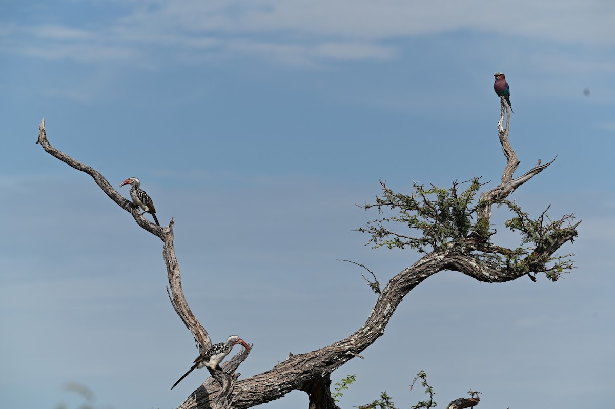 Lilac-breasted Roller - ML646692976