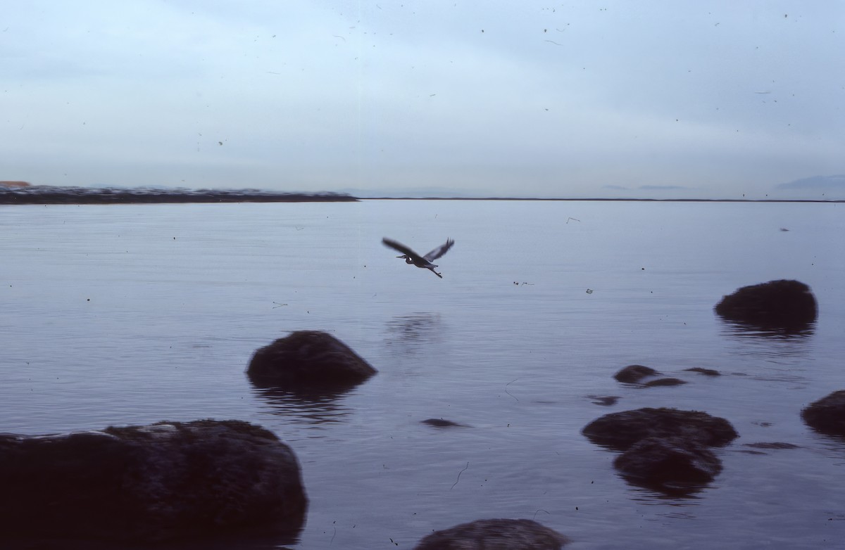 Большая голубая цапля - ML646692979