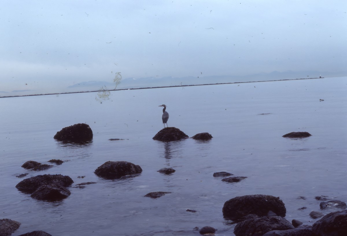 Большая голубая цапля - ML646692980