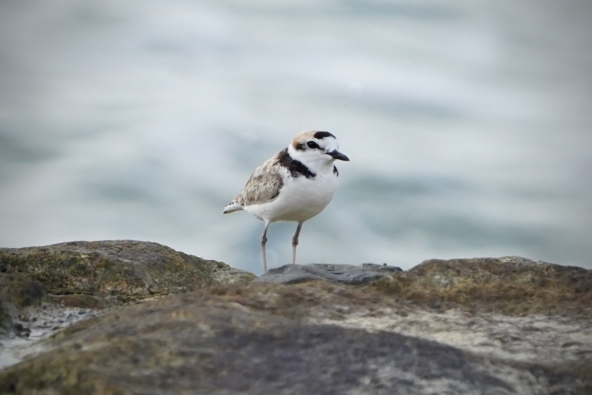 Pluvier de Péron - ML646692981