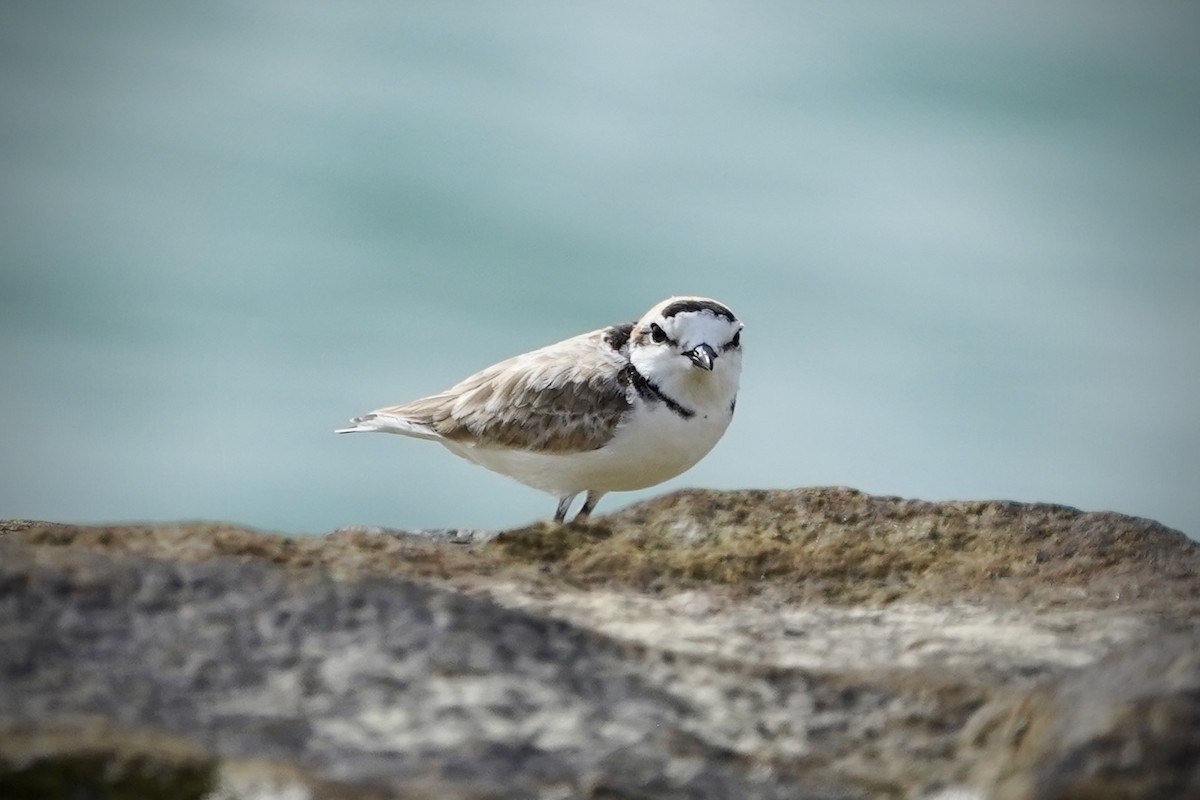 Pluvier de Péron - ML646692982