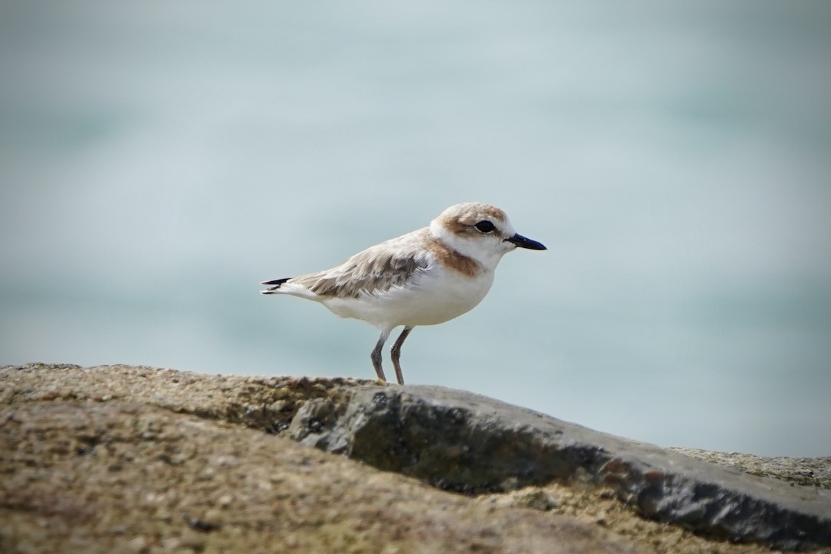 Pluvier de Péron - ML646692983