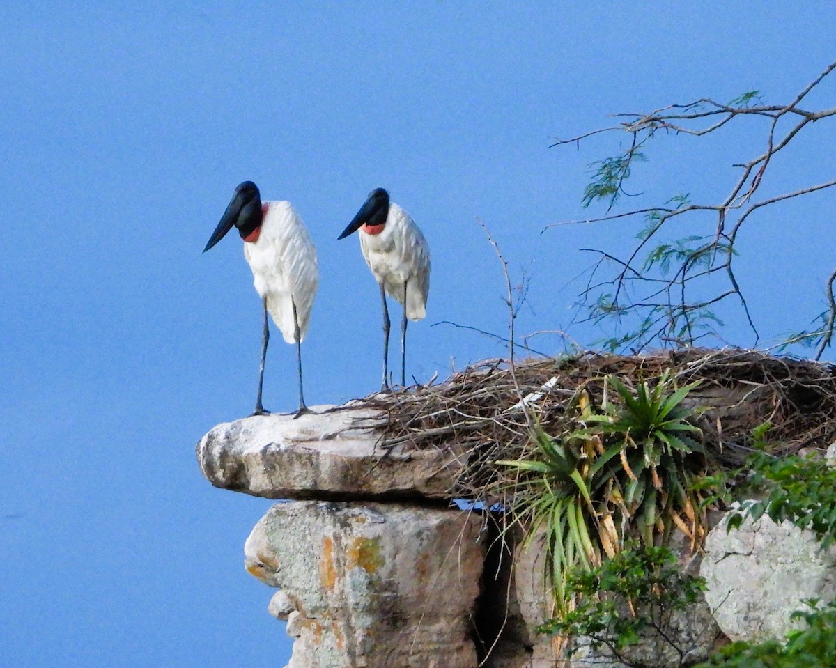 Jabiru - ML646692987