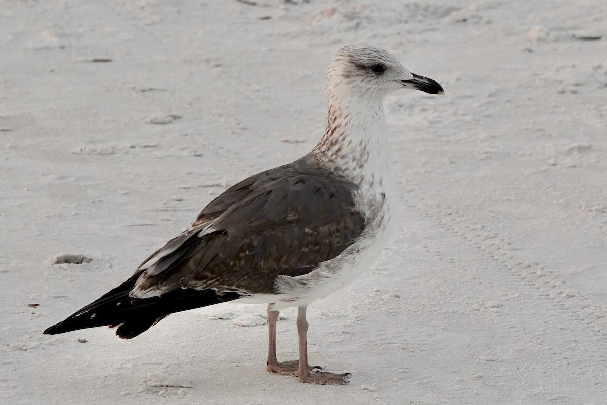 Gaviota Sombría - ML646692989
